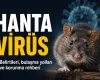 Hantavirüs Nedir? Belirtileri, Bulaşma Yolları ve Korunma Rehberi